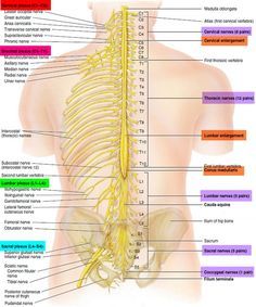 the anatomy of the human body with all its major organs and their major functions in it