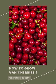 https://bonjourgreen.com/van-cherries-uses-and-growing/ Black Cherries, Planting Tips