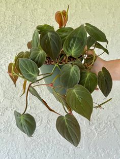 Recomendation Plant philodendron micans 2023 decorative house 48  #plants #plantsmakepeoplehappy #plantsofinstagram #plantslover #plantstagram Hanging Philodendron, Micans Philodendron, Household Plants