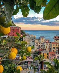 some lemons are growing on the tree next to buildings and water in the background