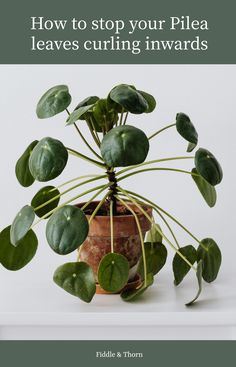 a potted plant sitting on top of a white shelf with text overlay reading how to stop your pile leaves curling inwards