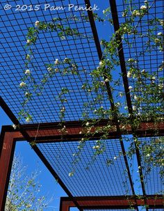 white flowers growing out of the top of a metal structure with blue sky in the background