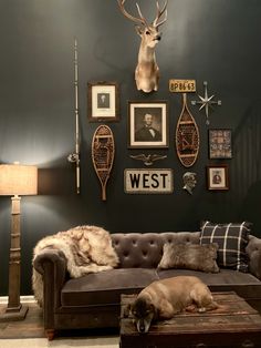 a dog laying on top of a couch in front of a wall with deer heads