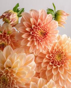 an arrangement of peach colored flowers with green leaves on the top and bottom, in front of a white background