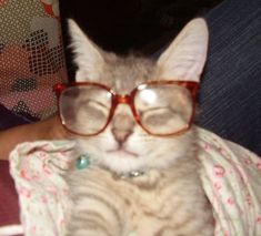 a cat wearing glasses while sitting on someone's lap