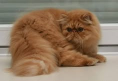 a fluffy orange cat laying on the floor next to a window sill looking at the camera