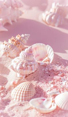 several seashells are laying on the sandy beach