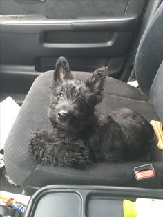 a small black dog sitting in the back seat of a car