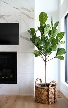 a potted plant sitting on top of a wooden floor next to a fire place