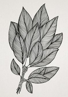 a black and white drawing of leaves