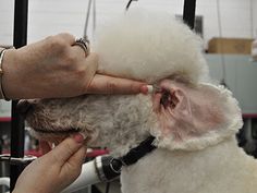 a person is petting a small dog on the head while another hand holds it up