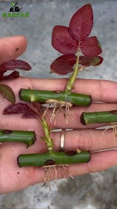 How to grow rose from cuttings, best result of rose cutting, #growroses  #garden #garden How To Grow Roses From Cuttings, Roses Growing Tips, How To Plant Succulents, How To Plant Roses From Stems, Rose Planting Ideas How To Grow, How To Propagate Roses From Cuttings, Root Propagation, Propagating Roses From Cuttings, Growing Roses From Cuttings