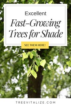 trees with the text excellent fast growing trees for shade see them here