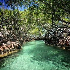 the water is crystal green and clear with trees growing out of it's sides