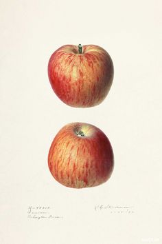 two apples sitting side by side on a white surface