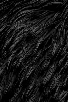 black and white photograph of feathers