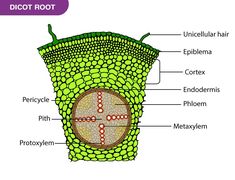 the structure of a plant cell