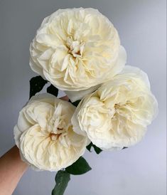 three large white flowers are in a vase