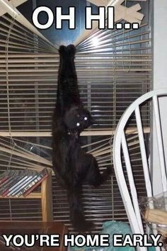 a black cat standing on it's hind legs in front of a window with the caption oh hey you're home early