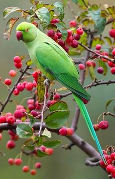 a green bird sitting on top of a tree filled with berries