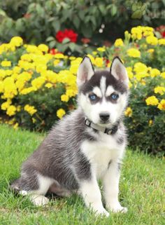 a husky puppy sitting in the grass with yellow flowers behind him