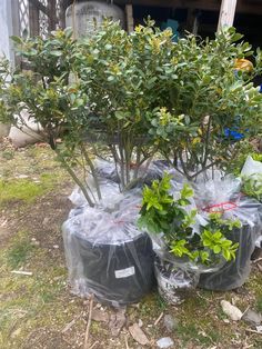 several plants in plastic bags on the ground