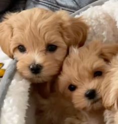 three puppies are sitting together in a blanket