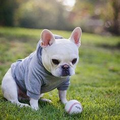 a small white dog wearing a gray shirt and playing with a ball in the grass