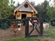 two goats standing in front of a small house with christmas decorations on it's gate