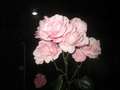 some pink flowers are in a vase on a dark surface with the light coming from behind them