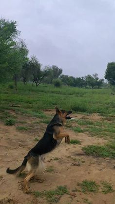 a dog jumping up to catch a frisbee in the air with its mouth