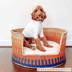 a brown dog wearing a white shirt and sitting in a woven pet bed on the floor