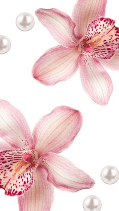 two pink orchids and pearls on a white background