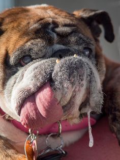 a close up of a dog with its tongue hanging out