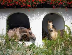 two horses are standing in the windows of a white building with red flowers on it