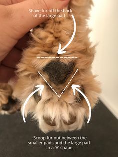 a dog's paw is shown with arrows pointing to the front and back paws