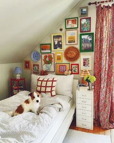 a small dog laying on top of a bed in a room with pictures on the wall