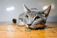 a cat laying on the floor with food all over it's face and eyes