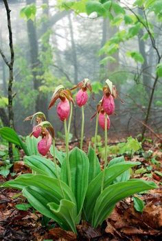 pink flowers in the woods on a foggy day