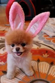 a small brown dog with bunny ears on it's head