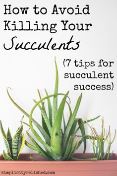 a potted plant with the words how to avoid killing your succulents