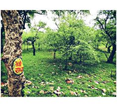 a sign that is on the side of a tree in a grassy area with rocks and trees