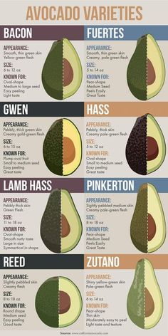 the avocado varieties are shown in this chart