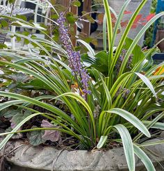 purple flowers are growing in a stone planter