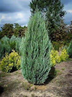 a very tall green tree sitting in the middle of a field next to some bushes