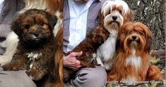 a man sitting on the ground with four dogs