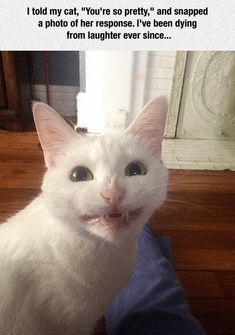 a white cat sitting on top of a wooden floor