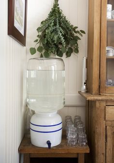 a potted plant sitting on top of a wooden shelf next to glasses and bottles