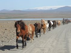 a herd of horses walking down a dirt road next to a body of water with mountains in the background