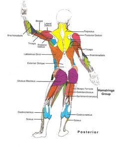 the muscles are labeled in this diagram, and there is also an image of them